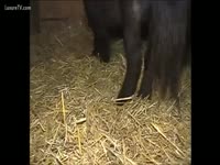 animal sex with a horse